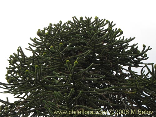 Фотография Araucaria araucana (Araucaria / Pehuén / Piñonero). Щелкните, чтобы увеличить вырез.